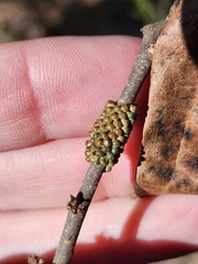 Hemileuca maia