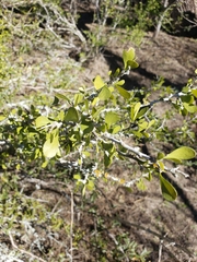 Schaefferia cuneifolia