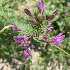 Cleome hirta