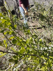 Schaefferia cuneifolia