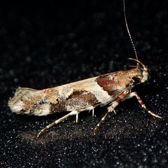 Aristotelia devexella