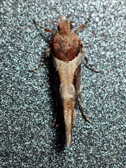 Aristotelia devexella