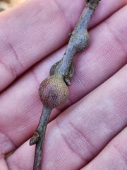 Zapatella quercusmedullae