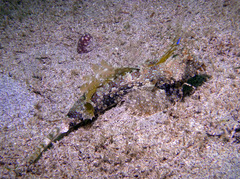 Dactylopus dactylopus