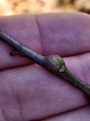 Zapatella quercusmedullae