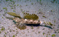 Dactylopus dactylopus