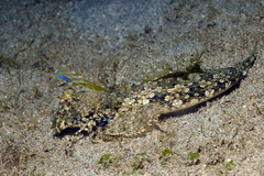 Dactylopus dactylopus