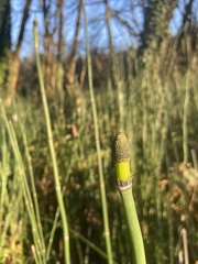Equisetum