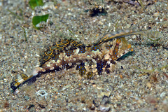 Dactylopus kuiteri