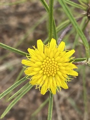 Geigeria burkei
