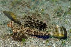Dactylopus kuiteri