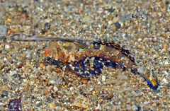 Dactylopus kuiteri