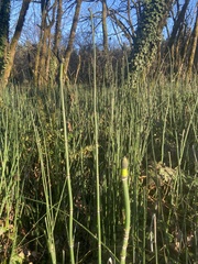Equisetum
