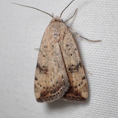 Micrathetis triplex