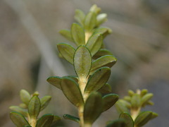 Leptospermum rupestre