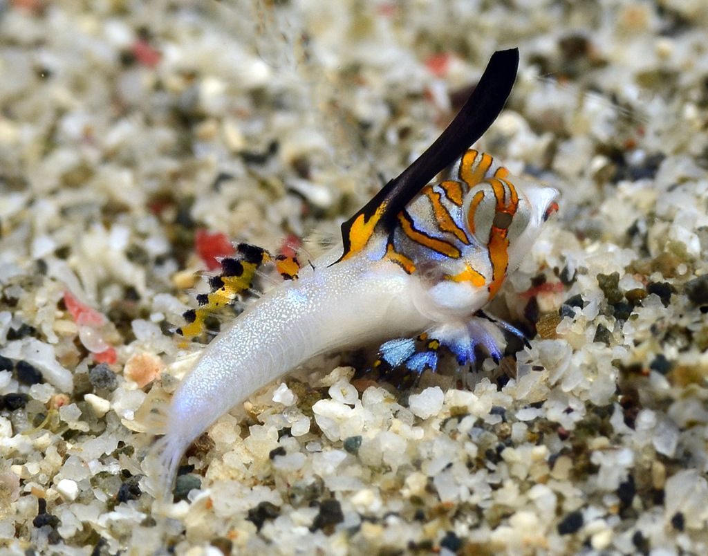 Kuiters pitvis (Dactylopus kuiteri) — Callionymidae