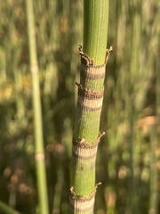Equisetum