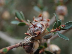 Leptospermum rupestre