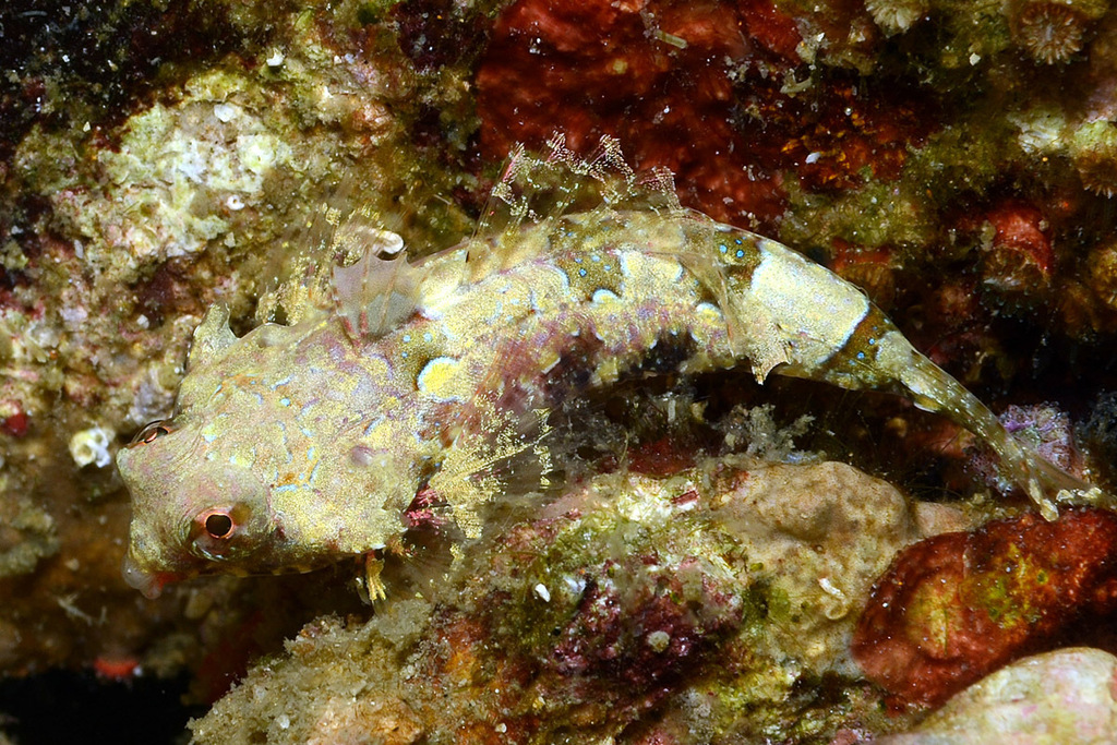 Bartel's Dragonet