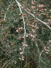 Leptospermum rupestre