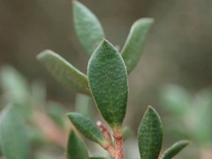 Leptospermum rupestre