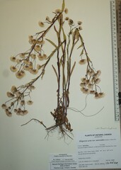 Erigeron acris kamtschaticus