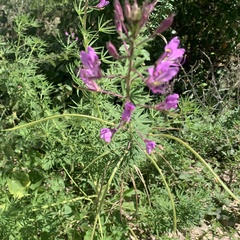 Cleome hirta