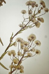 Erigeron acris kamtschaticus