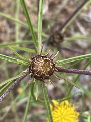 Geigeria burkei