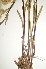 Erigeron acris kamtschaticus