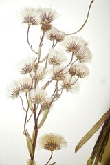 Erigeron acris kamtschaticus