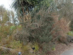 Leptospermum rupestre