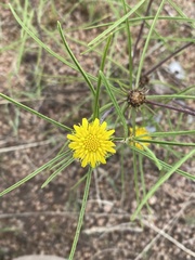 Geigeria burkei
