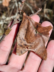 Hemileuca maia
