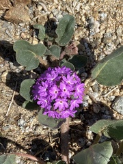 Abronia villosa