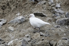 Chionis albus