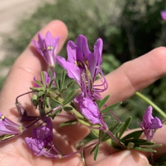 Cleome hirta