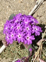 Abronia villosa