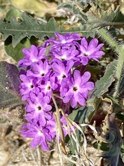 Abronia villosa