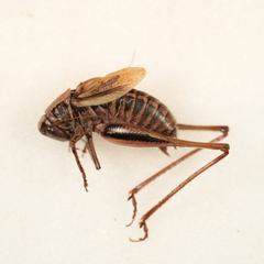 Metrioptera brachyptera