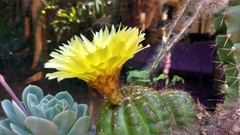 Parodia ottonis