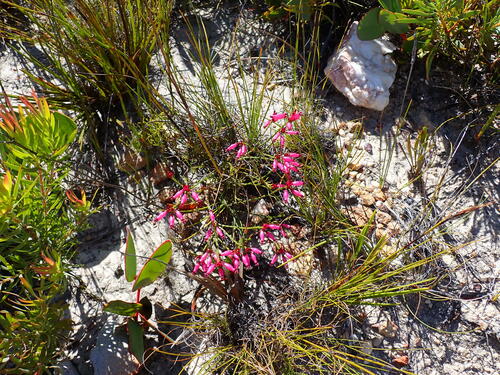 Image of Erica curvifolia by (c) Ren Hoekstra, some rights reserved (CC BY)