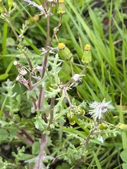 Senecio vulgaris