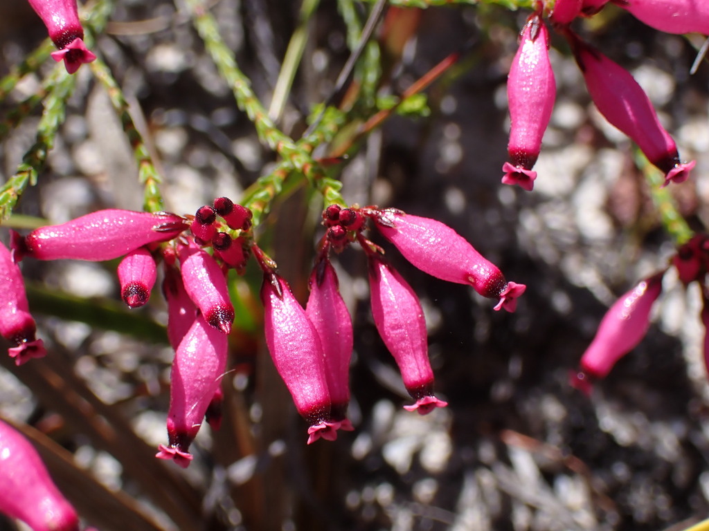 Curveleaf Heaths