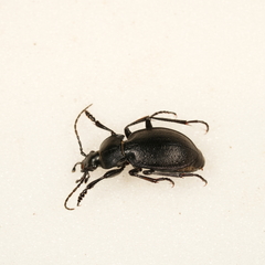 Carabus convexus