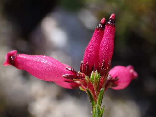 Image of Curveleaf Heaths (Erica curvifolia) by (c) Ren Hoekstra, some rights reserved (CC BY)