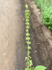 Ocimum