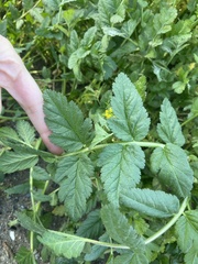 Erodium