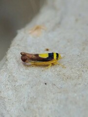 Colladonus clitellarius