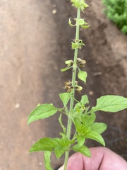 Ocimum